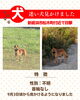 「首輪のない犬の目撃情報です。迷い犬かも？【新居浜市松木町】」