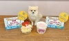 「★大谷翔平選手50/50記念★にくきゅうミニパンナコッタ・わんちゃん用紫芋ケーキ50円♪」