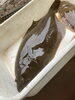 「今週はヒラメ釣り❗️」
