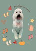 「Dog salon mofu mofu　余市町」