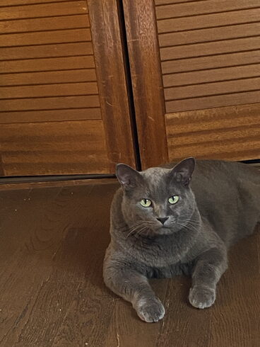 探偵猫 サクです。宜しくお願いします。→「元警視庁刑事 顧問。浮気調査 家出調査 防犯対策 人探し 結婚調査等は 防犯対策等は、【創業平成7年、調査の青葉グループ 群馬-太田 栃木-足利・佐野 茨城-古河 埼玉-本庄 若さと責任感 be-ハッピー探偵事務所群馬太田】」
