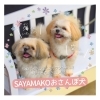 「✿狭山湖お散歩犬紹介✿ ペット火葬 狭山湖動物霊園 / シーズー / ポメラニアン / ポメシー / ポメズー」