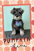 「Dog salon mofu mofu　余市町」