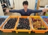 「【本日も10時よりいちごさんぽ園でイチヂク販売】」
