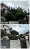 マキの木　before / after「川西市大和西で庭木の手入れをしました！」