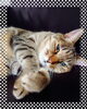 のんびりしてるだけでぐったりじゃないウチの猫「暑さ疲れは寝るだけじゃ無理！身体整えてスッキリしましょう(*^ーﾟ)b」
