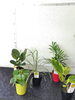 とても飾りやすいミニ観葉植物「どこでも飾りやすい観葉植物入荷しました」