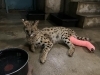 ギプスを巻いたユカ「サーバルのユカの骨折治療」