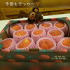 今回も新たな品種の桃です☺「今週は水曜と木曜の連休です☺」
