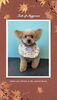 「Dog salon mofu mofu　余市町」