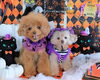 「ハロウィンのフォトブースをご用意しています🎃📷」