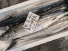 「鮮魚パックいろいろ販売中‼️〆鯖も販売致します🐳」