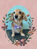 「Dog salon mofu mofu　余市町」