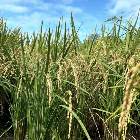 「肥留間農園さんで稲刈り🌾してきました！」