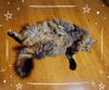 部屋のど真ん中に猫が落ちてました‪𐤔‪「暑さバテから回復させる食材・レシピで疲労回復しましょ♫」