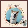 「Dog salon mofu mofu　余市町」