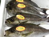 「魚魚市場鮮魚コーナーおすすめは「イサキ」です♪」
