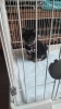小豆柴子犬「柴犬の子犬のしつけ方■生後2ヶ月」