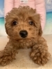 のんびりトイプードル子犬女の子　ドアップバージョン「可愛いトイプードル子犬(^｡^)」