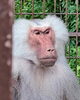 メカ♂「おとこはつらいよ　～マントヒヒたちの社会性～」