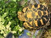エサも食べ始めました「インドホシガメの赤ちゃんの経過」
