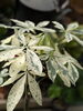 パキラミルキーウェイ「福島市観葉植物専門店GREENFEEL　綺麗な斑入り入りました！」