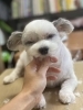 看板犬小鉄「恍惚」