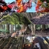 霧島の秋を満喫「chichinpuipuihouseの秋🍂」
