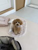 「プリマでの様子🐶🐾」