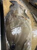 「春日市、大野城市、カウンター、寿し」
