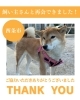 「【無事再会！】西条市北条付近で迷子の犬「なつめ」ちゃん、飼い主さんと再会できました！」