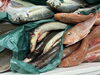 「新鮮なお魚入荷中」