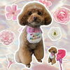 「Dog salon mofu mofu　余市町」