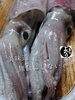 「ヤリイカ入荷致しました
【浜町の海鮮居酒屋 上なり】」