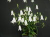 「白花岩シャジン【福島市で植物を探す｜秋のおすすめ商品】」