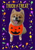 「Dog salon mofu mofu　余市町」