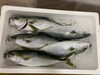 「鮮魚パックいろいろ販売中‼️〆鯖も販売致します🐳」