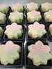 「三色もみじ」