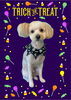 「Dog salon mofu mofu　余市町」