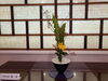 お見合い場所のホテルの挿花「本日のお見合９件・なぜ？断られる？」