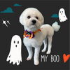「Dog salon mofu mofu　余市町」