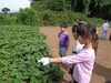 「農業体験🥔」