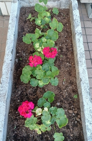 「《学生服リユース》お店の前の花壇に花を植えました」