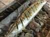 備長炭で焼く秋刀魚の一本焼き「秋刀魚」