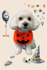 「Dog salon mofu mofu　余市町」