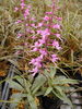 「ムレチドリ（南アフリカ原産のランの仲間）【福島植物園／秋のおすすめ商品】」