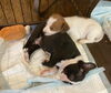 「２匹はいつも一緒です🐶」