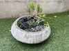 箱庭　松「寄せ植え盆栽」