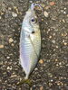 「【釣りたての鯵】海鮮丼やお造り定食で提供‼️」