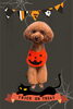 「Dog salon mofu mofu　余市町」
